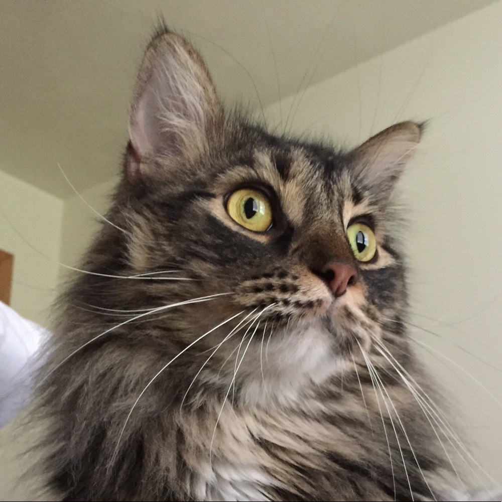 Meet your Posher, Paige